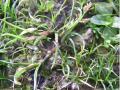 Coleanthus subtilis  sur Vioreau